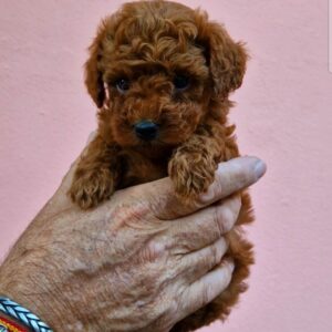 Caniche Rojo Taza de Té